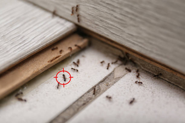 Best Ant Control Services  in Minot Af, ND