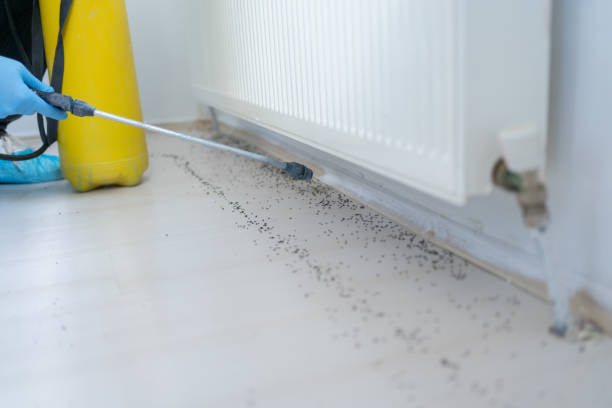 Best Flea Control Services  in Minot Af, ND